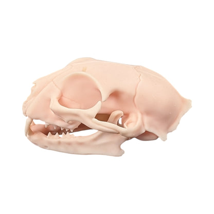 The Soft Specimen: Cat Skull in Aqua-Ivory