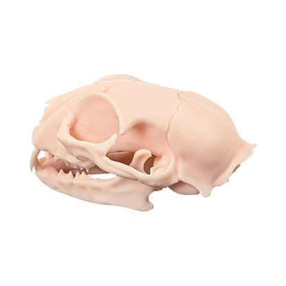The Soft Specimen: Cat Skull in Aqua-Ivory