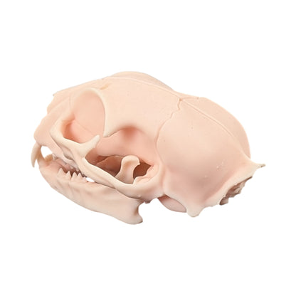 The Soft Specimen: Cat Skull in Aqua-Ivory