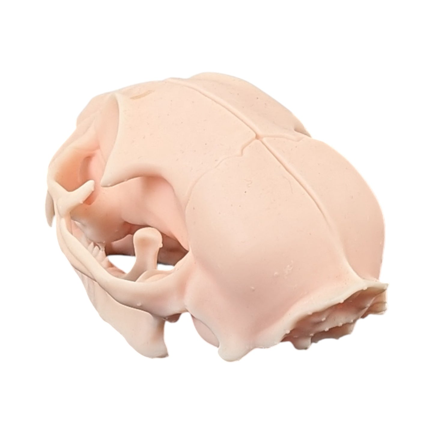 The Soft Specimen: Cat Skull in Aqua-Ivory