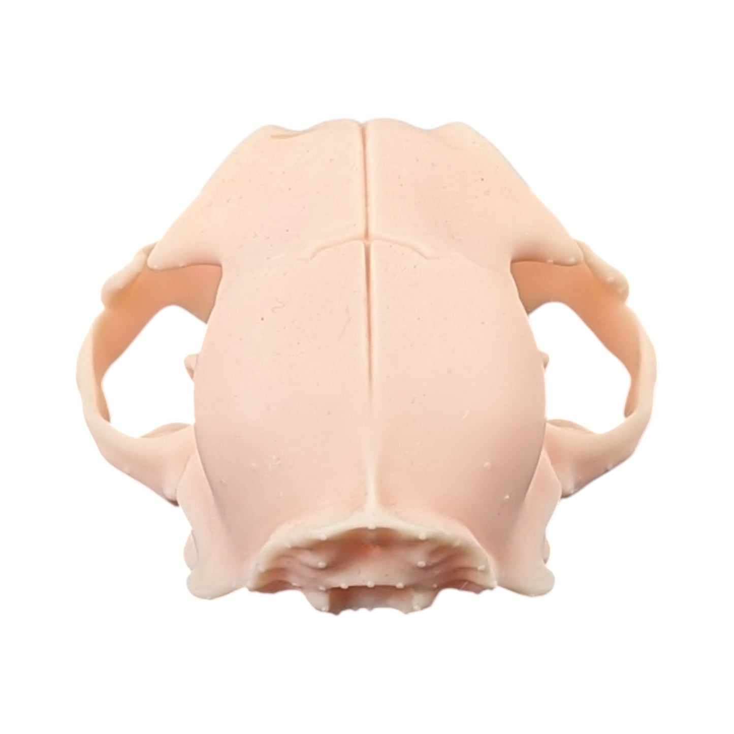 The Soft Specimen: Cat Skull in Aqua-Ivory