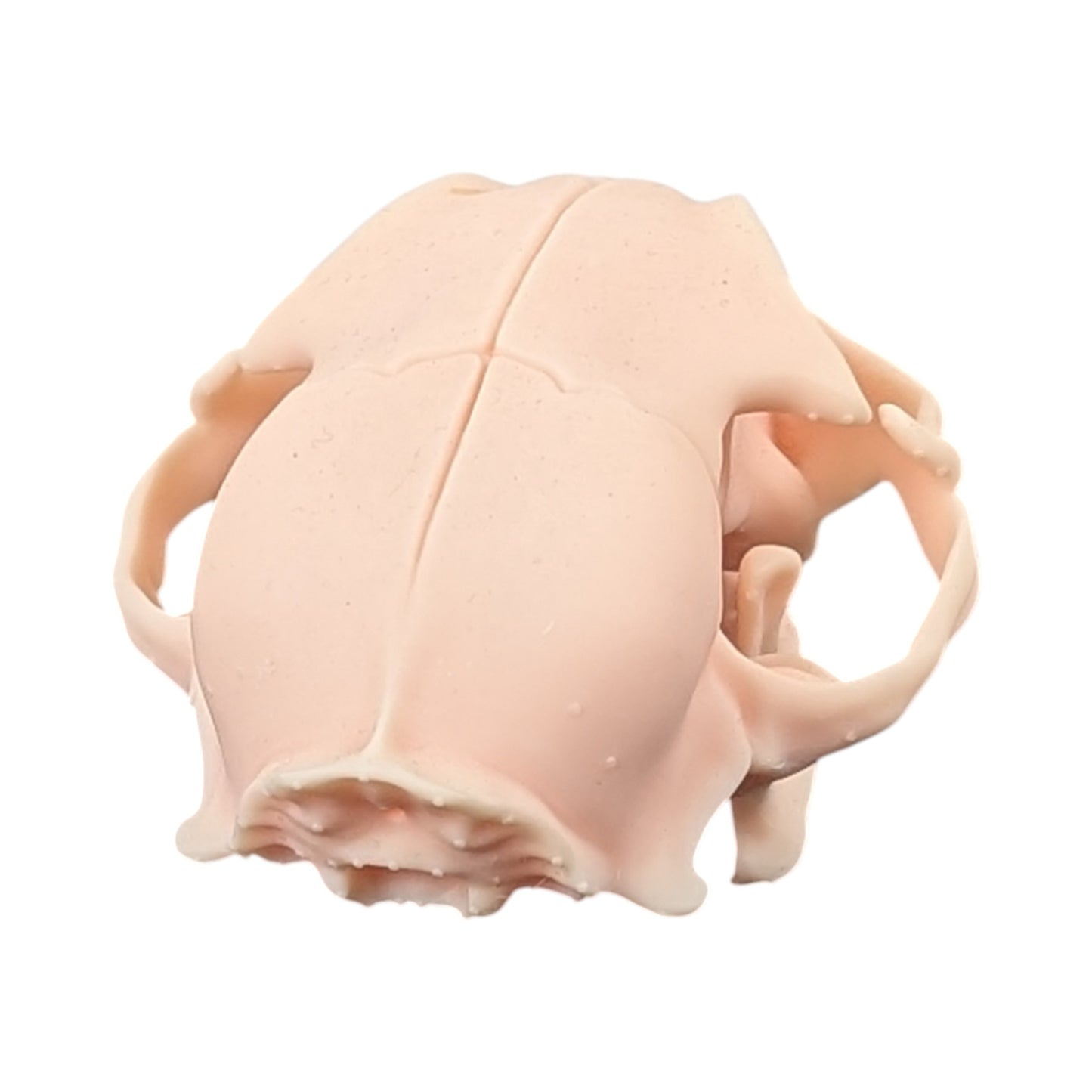 The Soft Specimen: Cat Skull in Aqua-Ivory