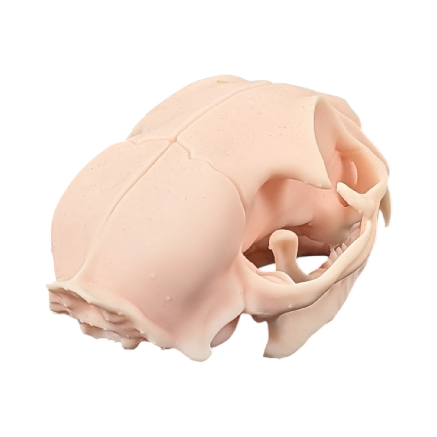 The Soft Specimen: Cat Skull in Aqua-Ivory