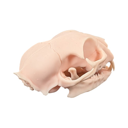 The Soft Specimen: Cat Skull in Aqua-Ivory