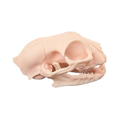 The Soft Specimen: Cat Skull in Aqua-Ivory