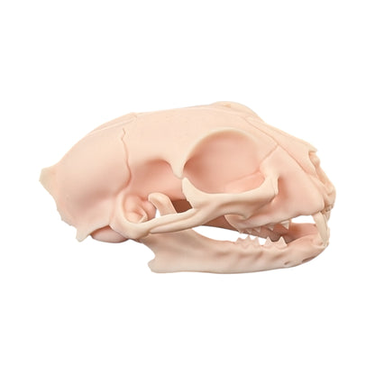 The Soft Specimen: Cat Skull in Aqua-Ivory