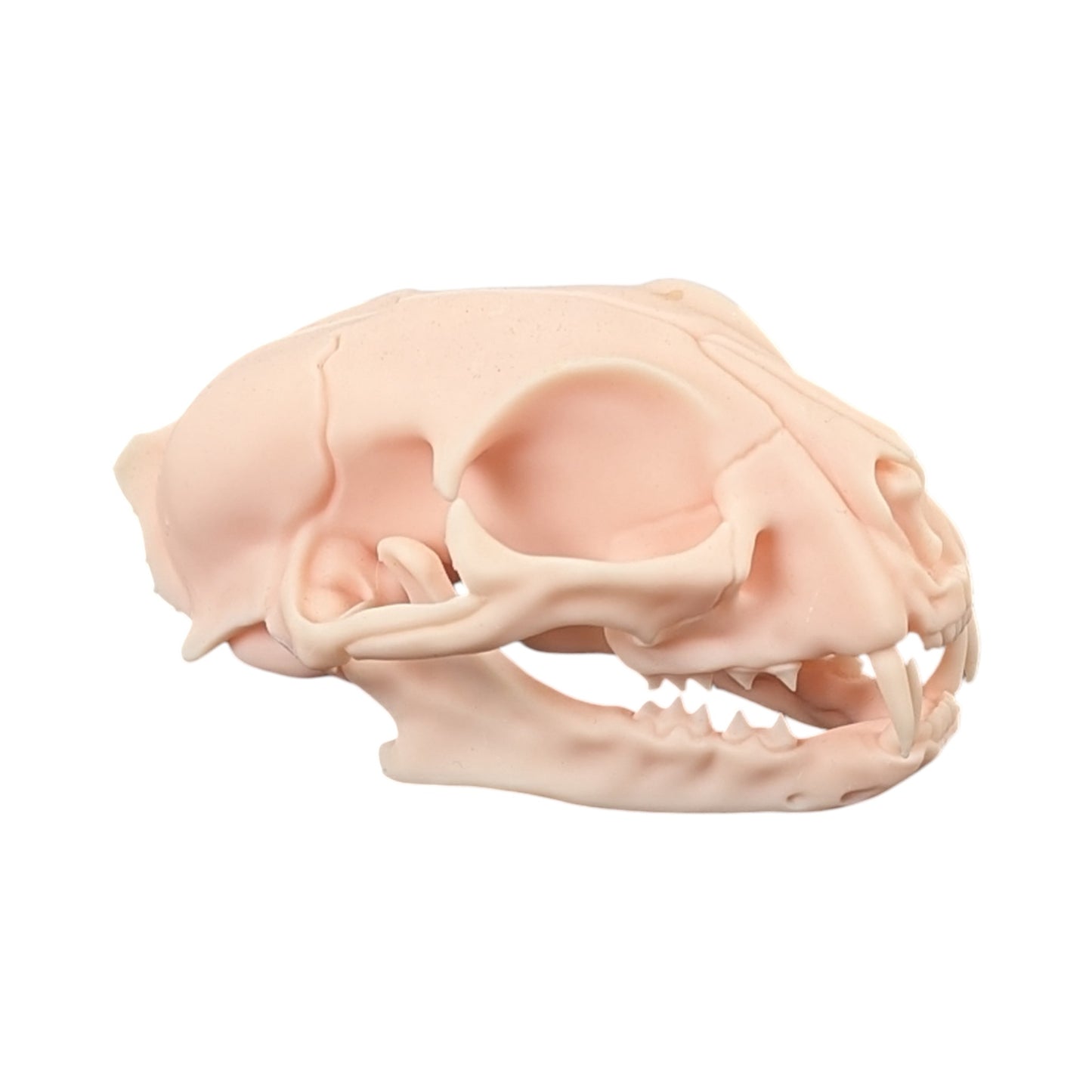 The Soft Specimen: Cat Skull in Aqua-Ivory