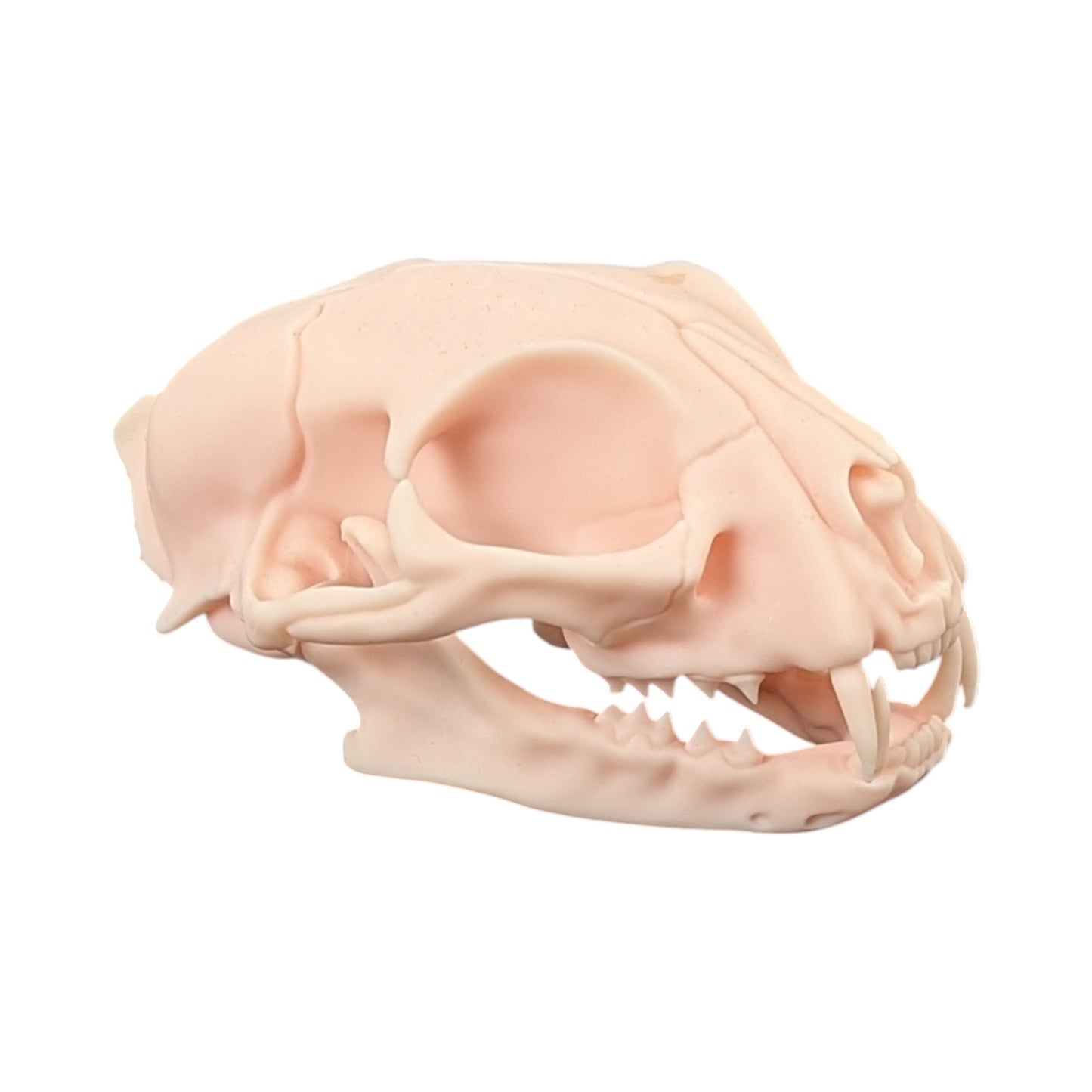 The Soft Specimen: Cat Skull in Aqua-Ivory