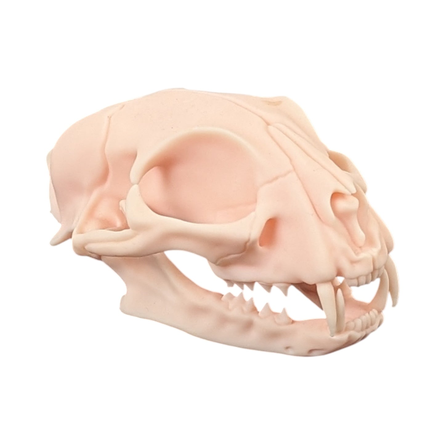 The Soft Specimen: Cat Skull in Aqua-Ivory