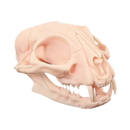 The Soft Specimen: Cat Skull in Aqua-Ivory