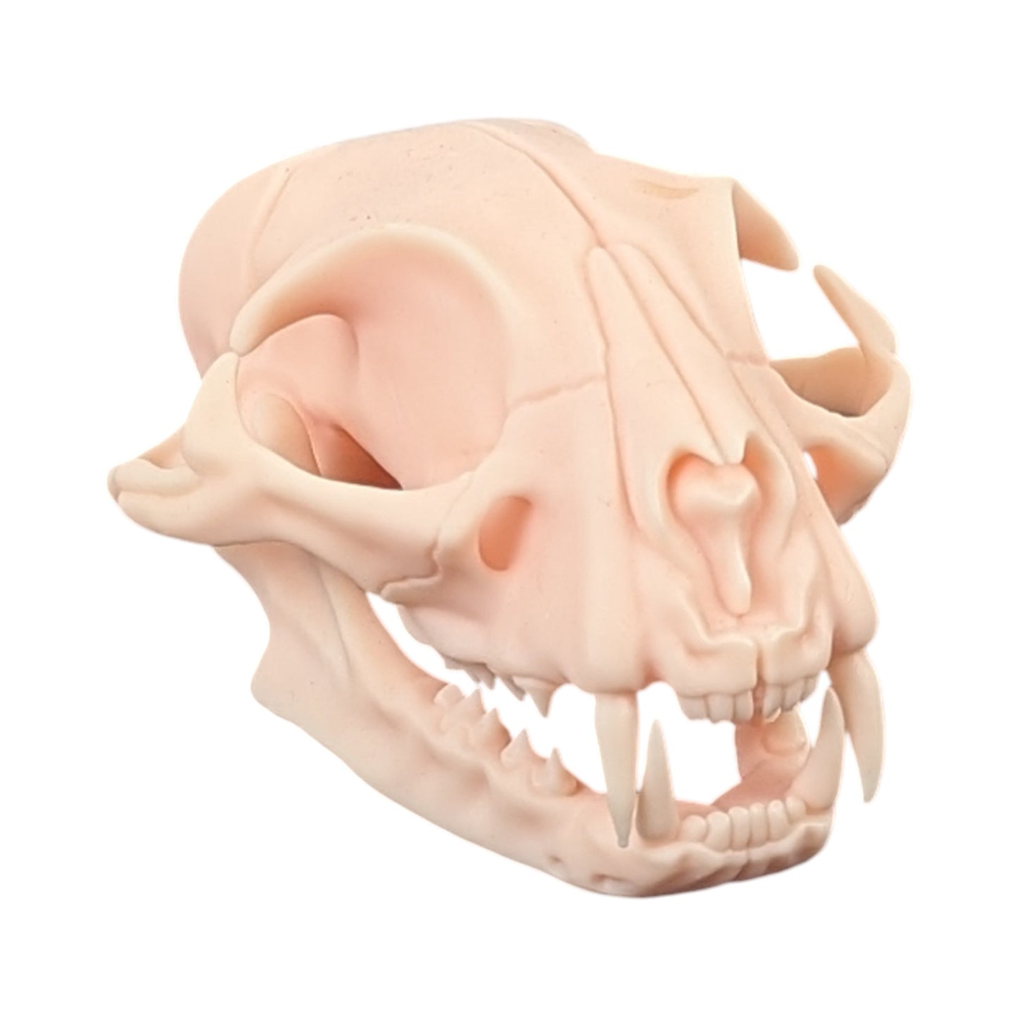 The Soft Specimen: Cat Skull in Aqua-Ivory