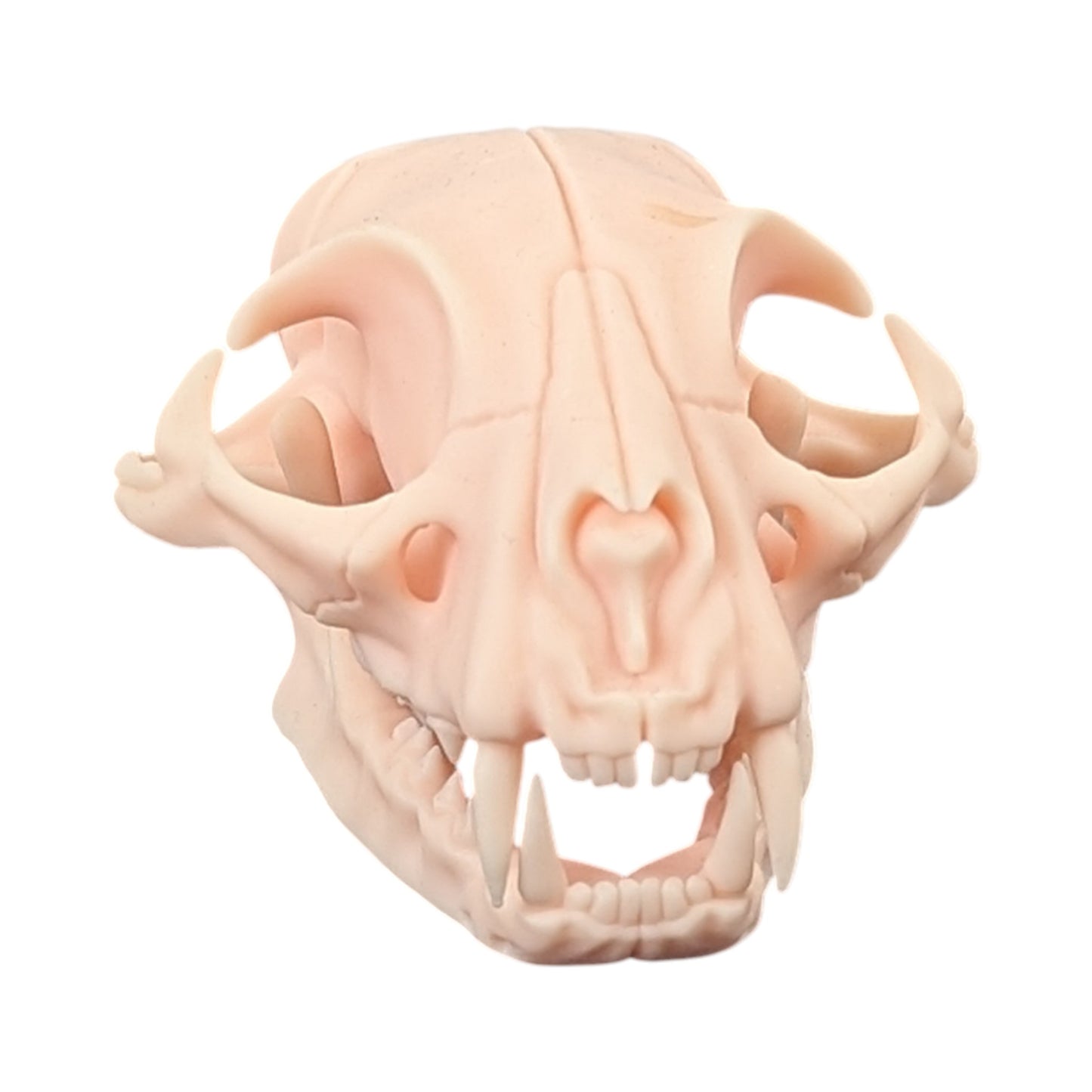 The Soft Specimen: Cat Skull in Aqua-Ivory