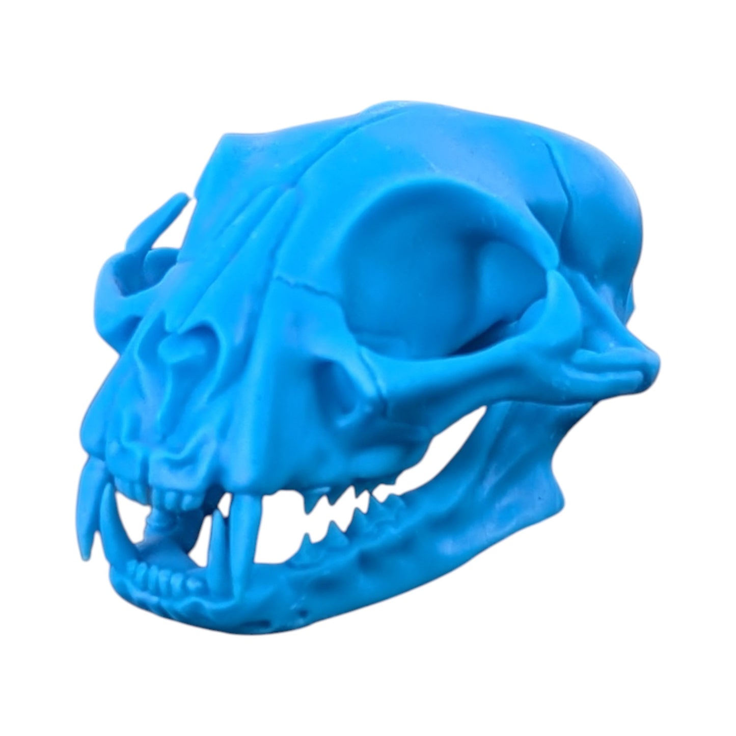 Powder Blue: Life-Size Cat Skull (Matte)
