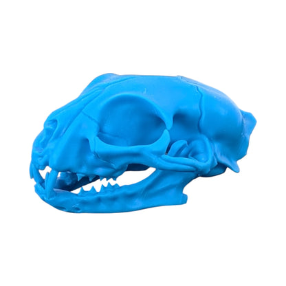 Powder Blue: Life-Size Cat Skull (Matte)