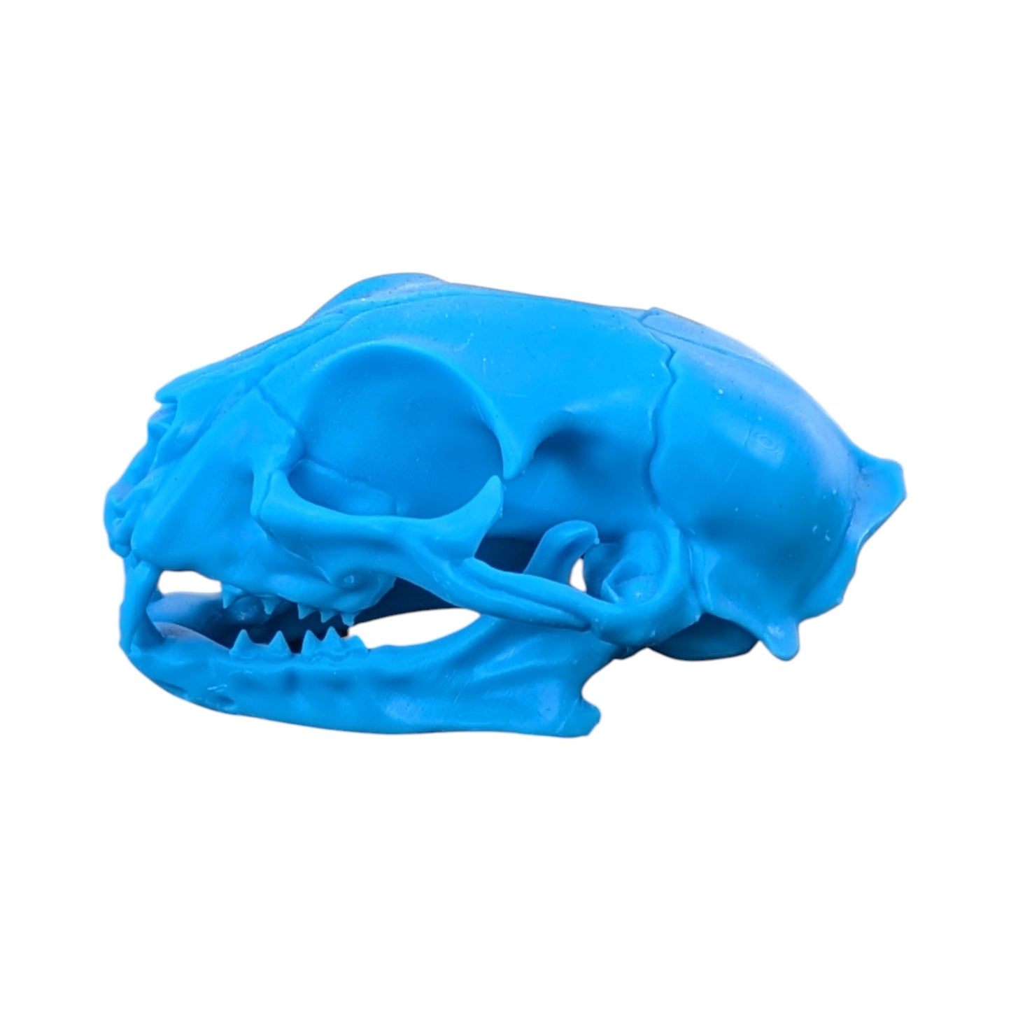 Powder Blue: Life-Size Cat Skull (Matte)