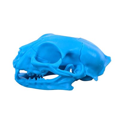 Powder Blue: Life-Size Cat Skull (Matte)