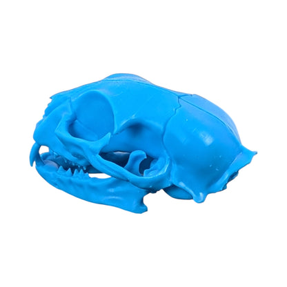 Powder Blue: Life-Size Cat Skull (Matte)