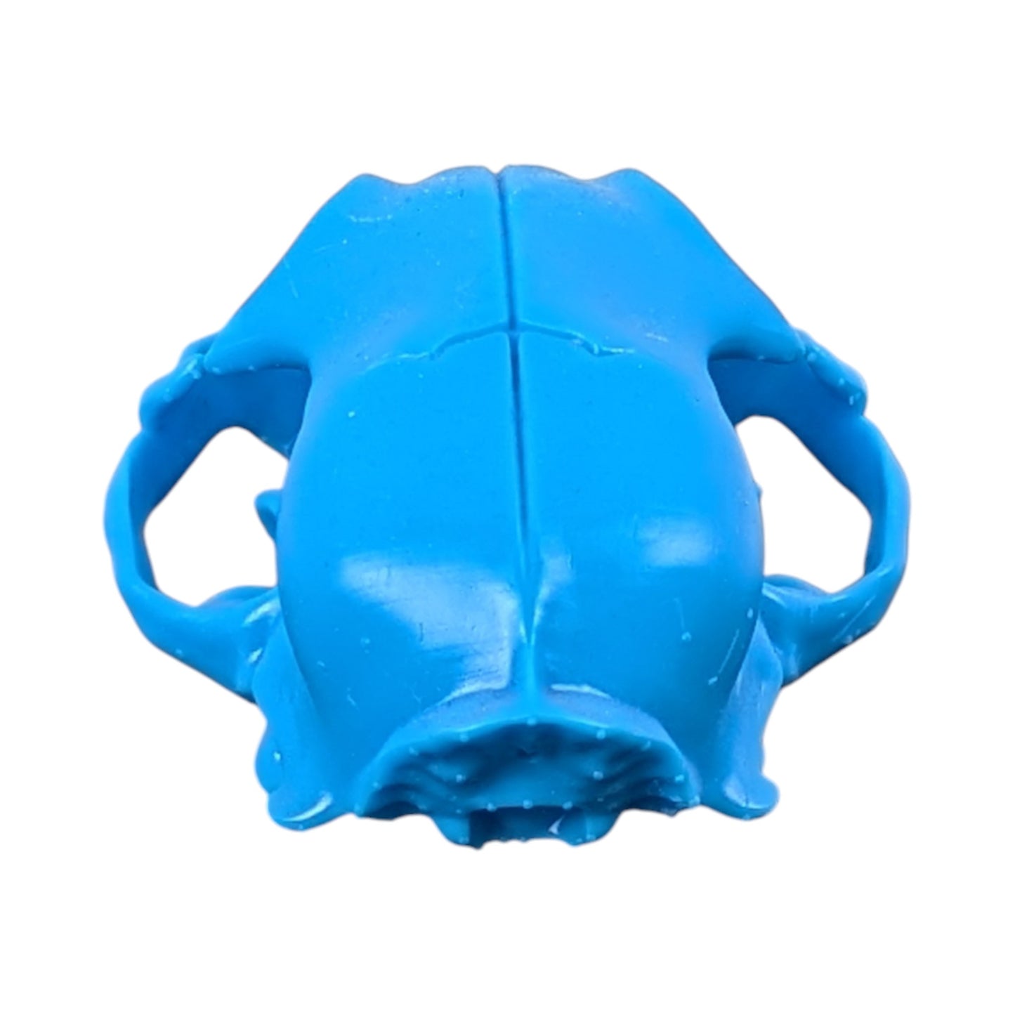 Powder Blue: Life-Size Cat Skull (Matte)