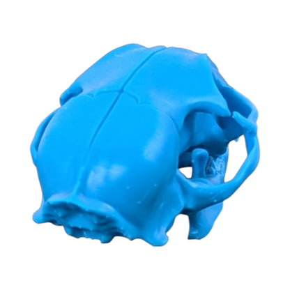 Powder Blue: Life-Size Cat Skull (Matte)