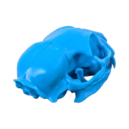 Powder Blue: Life-Size Cat Skull (Matte)