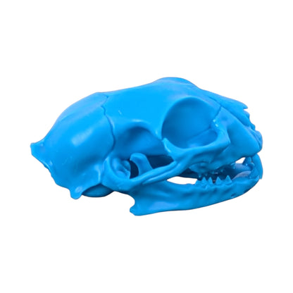 Powder Blue: Life-Size Cat Skull (Matte)