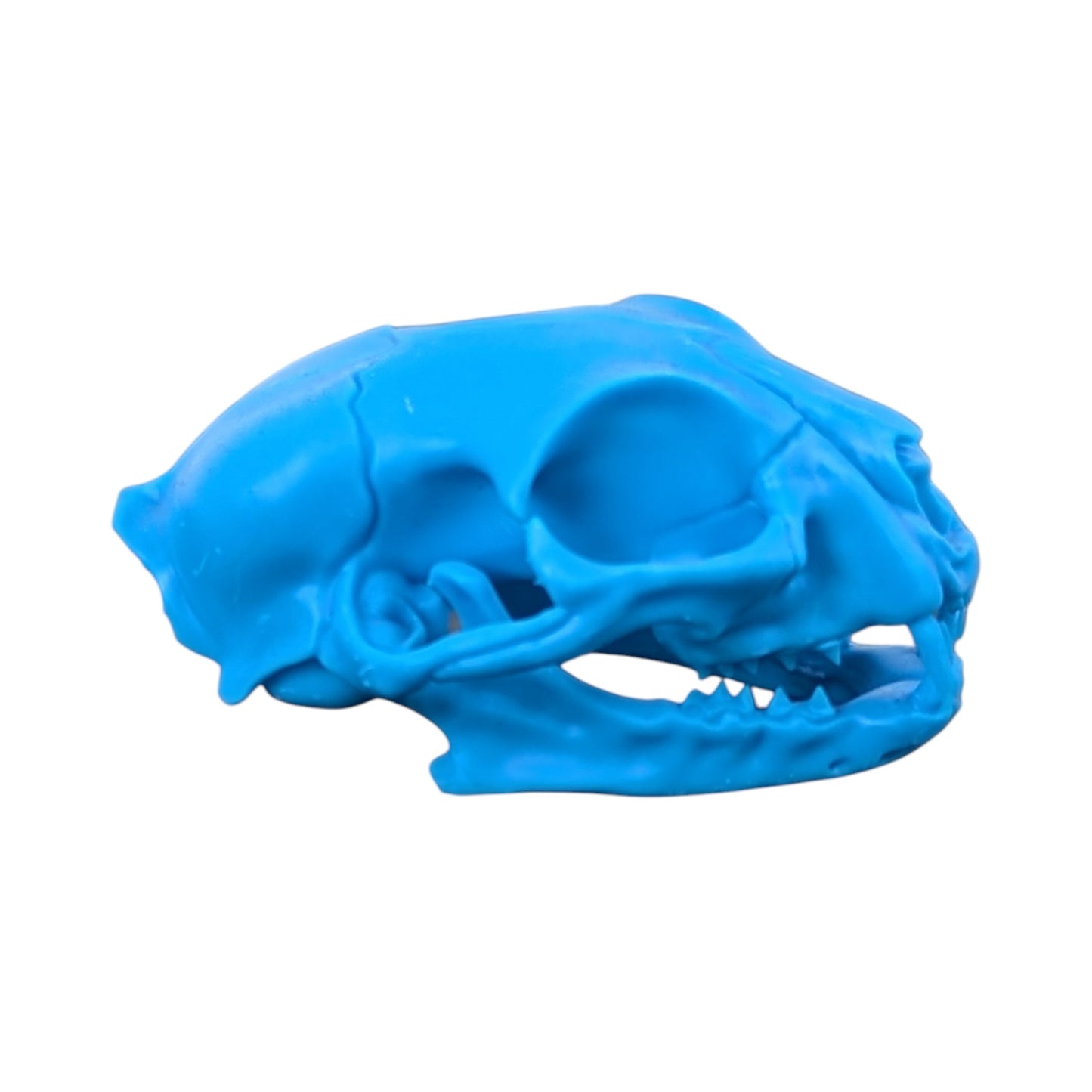 Powder Blue: Life-Size Cat Skull (Matte)