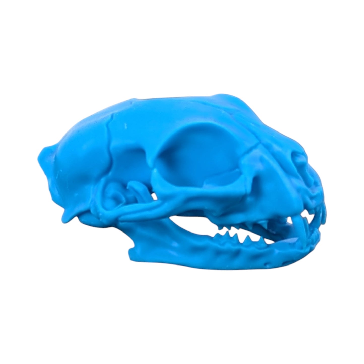 Powder Blue: Life-Size Cat Skull (Matte)