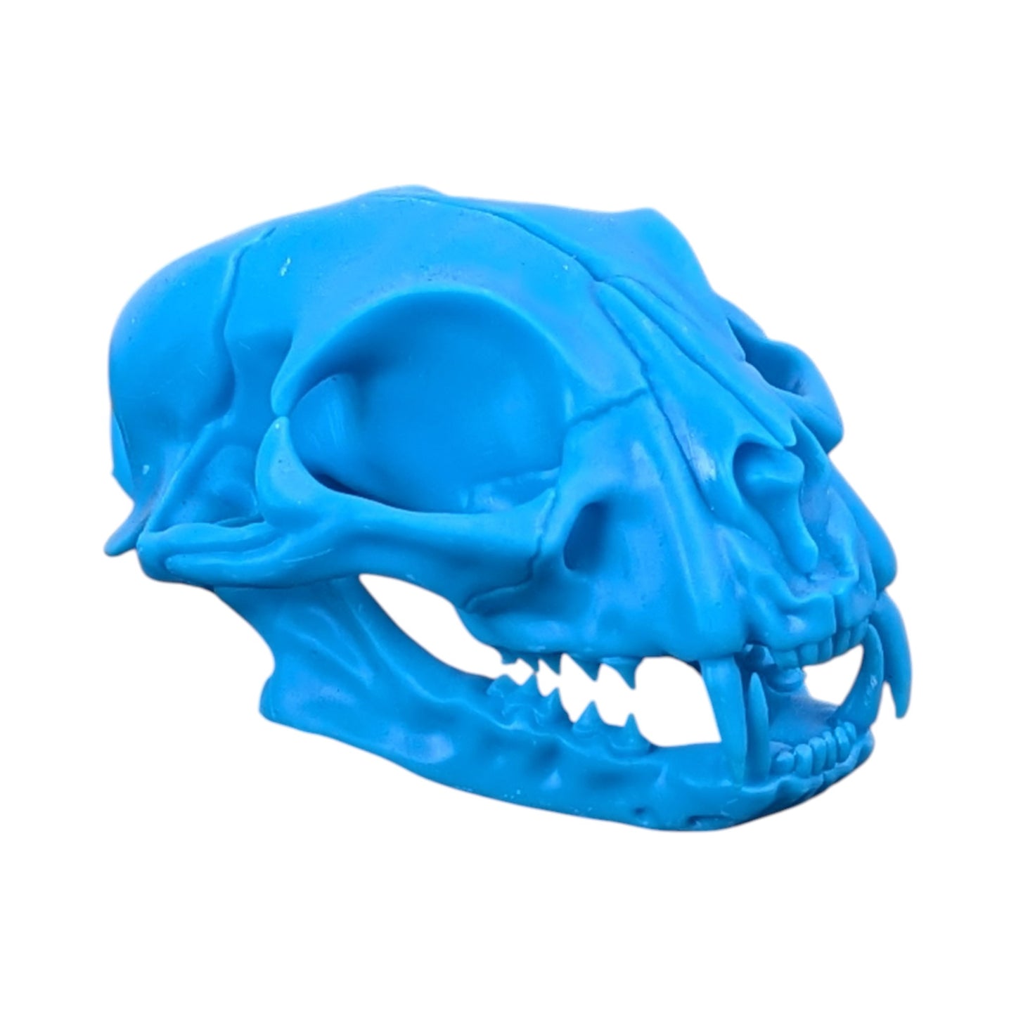 Powder Blue: Life-Size Cat Skull (Matte)