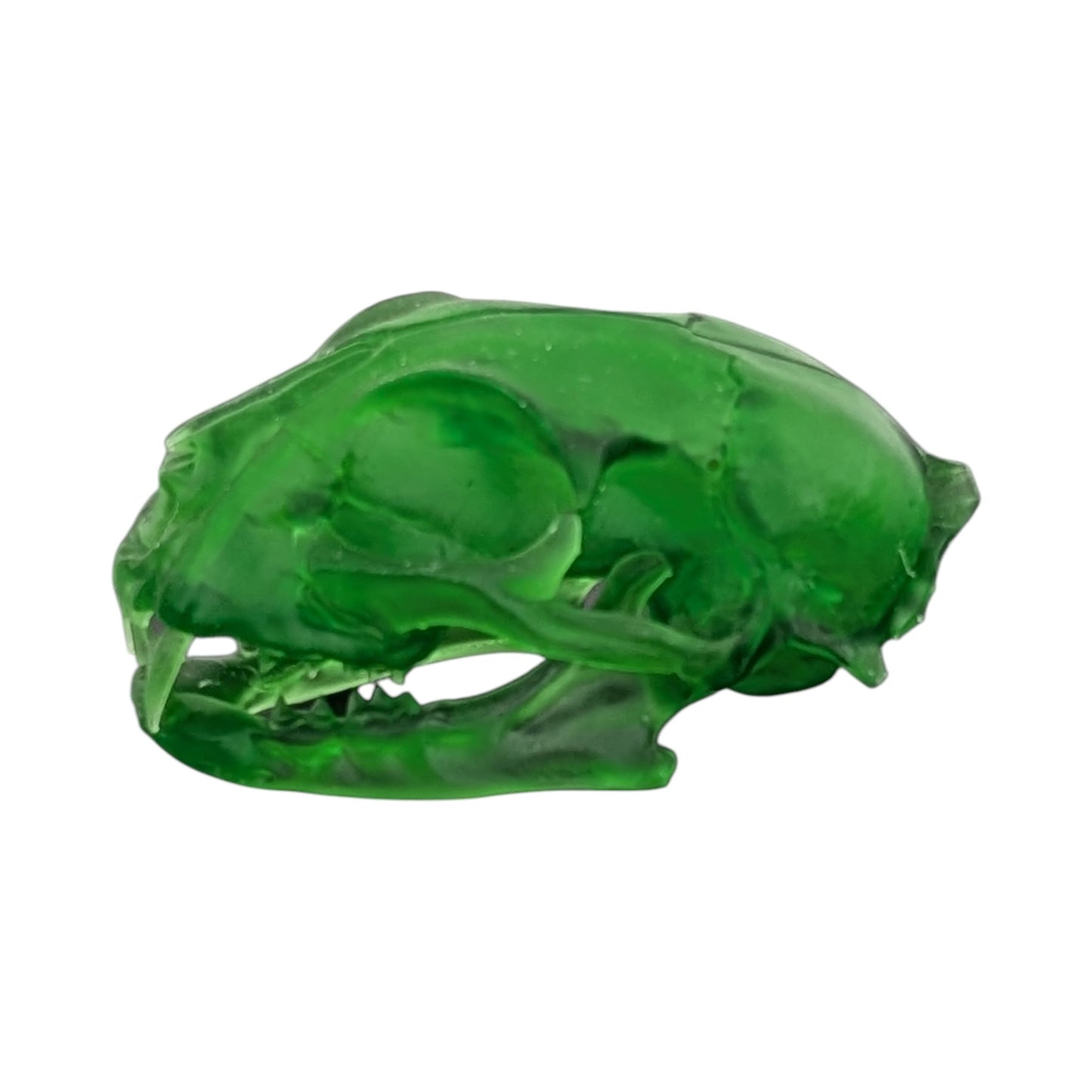 The Emerald Specimen: Life-Size Cat Skull
