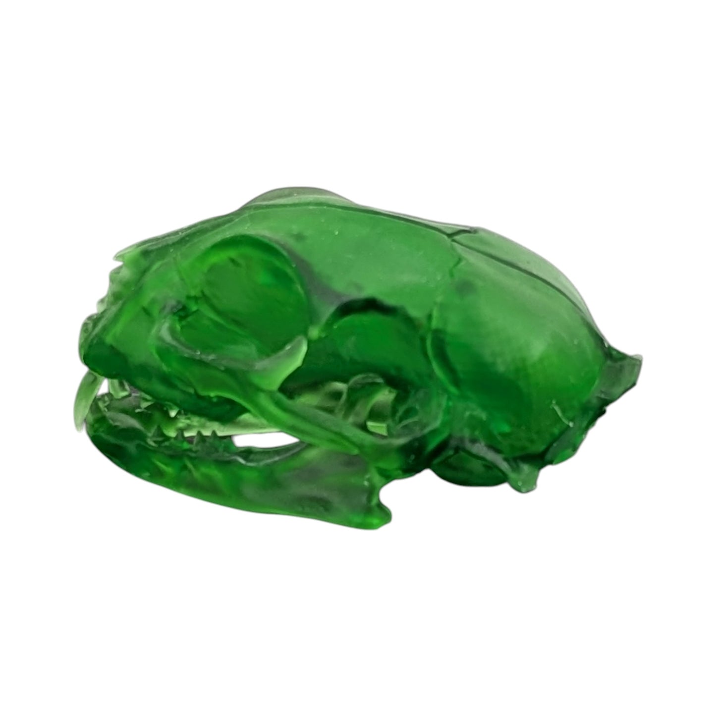 The Emerald Specimen: Life-Size Cat Skull