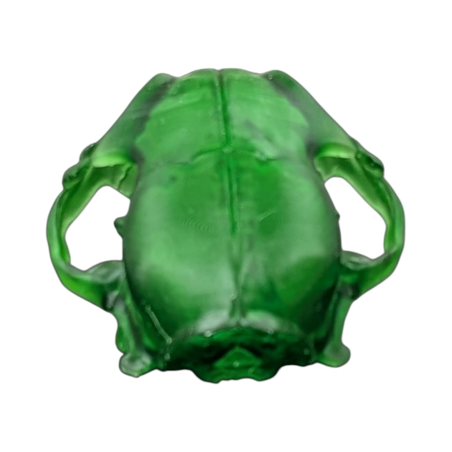 The Emerald Specimen: Life-Size Cat Skull