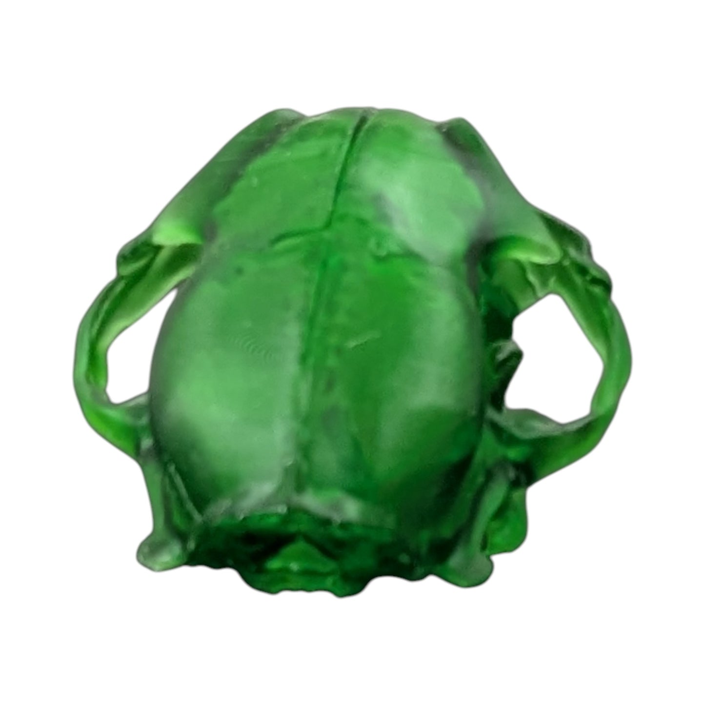 The Emerald Specimen: Life-Size Cat Skull