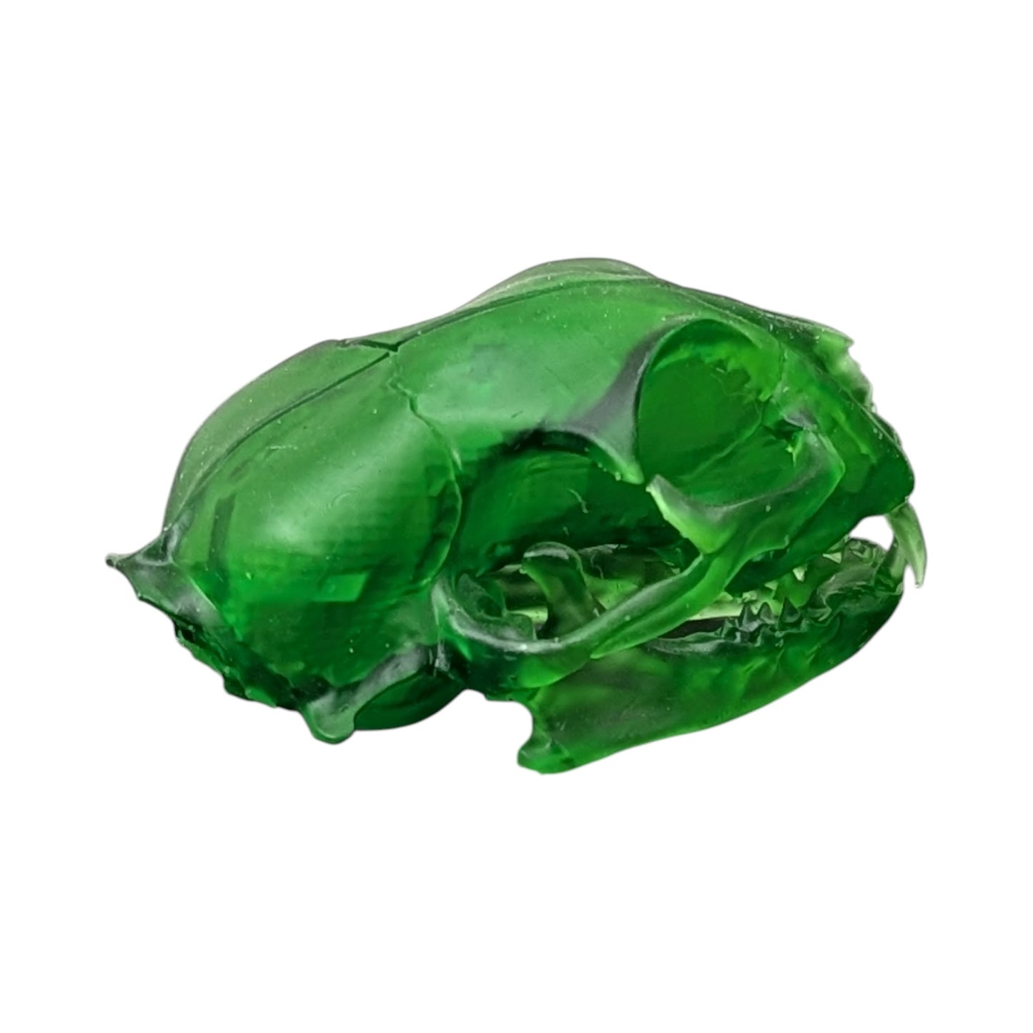 The Emerald Specimen: Life-Size Cat Skull