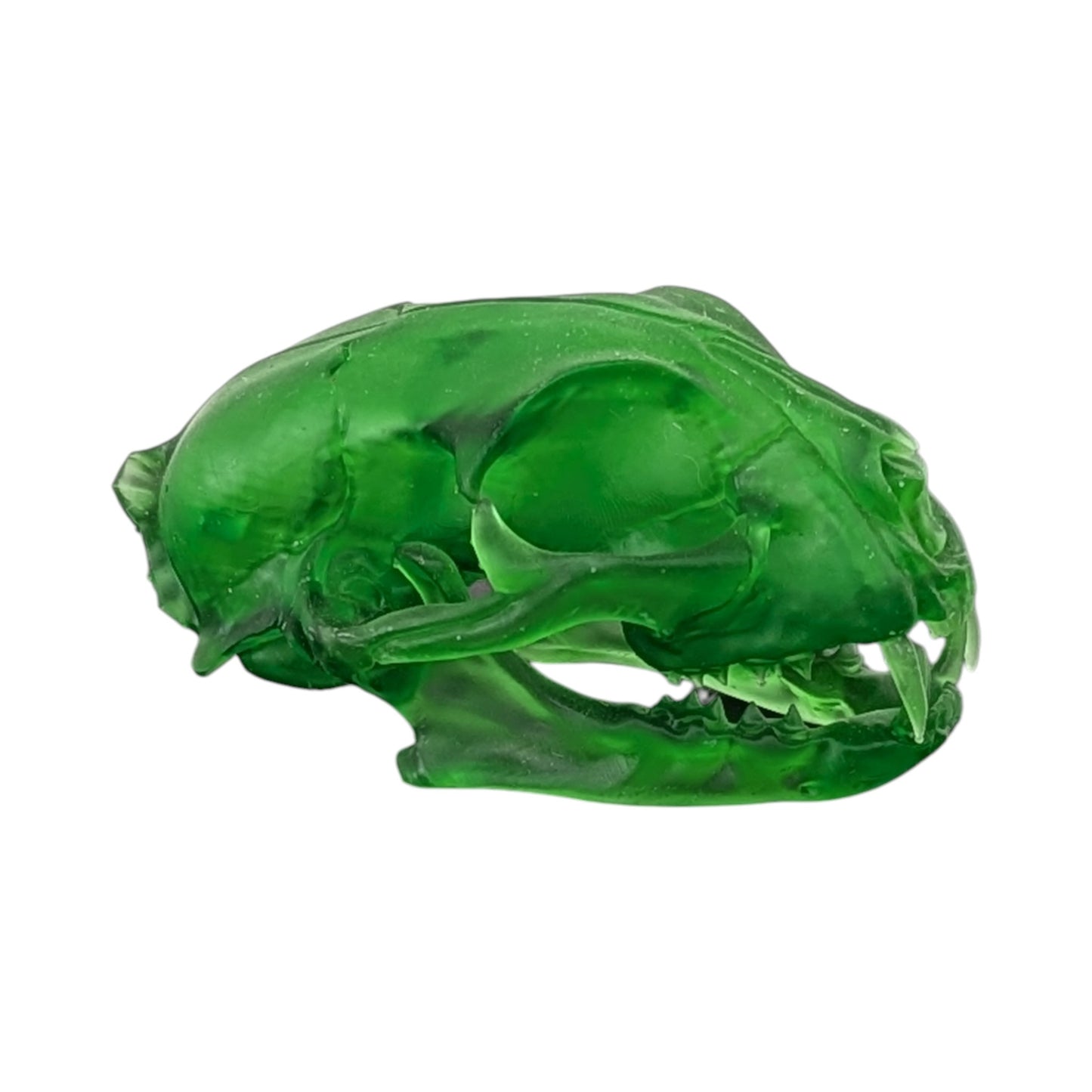 The Emerald Specimen: Life-Size Cat Skull