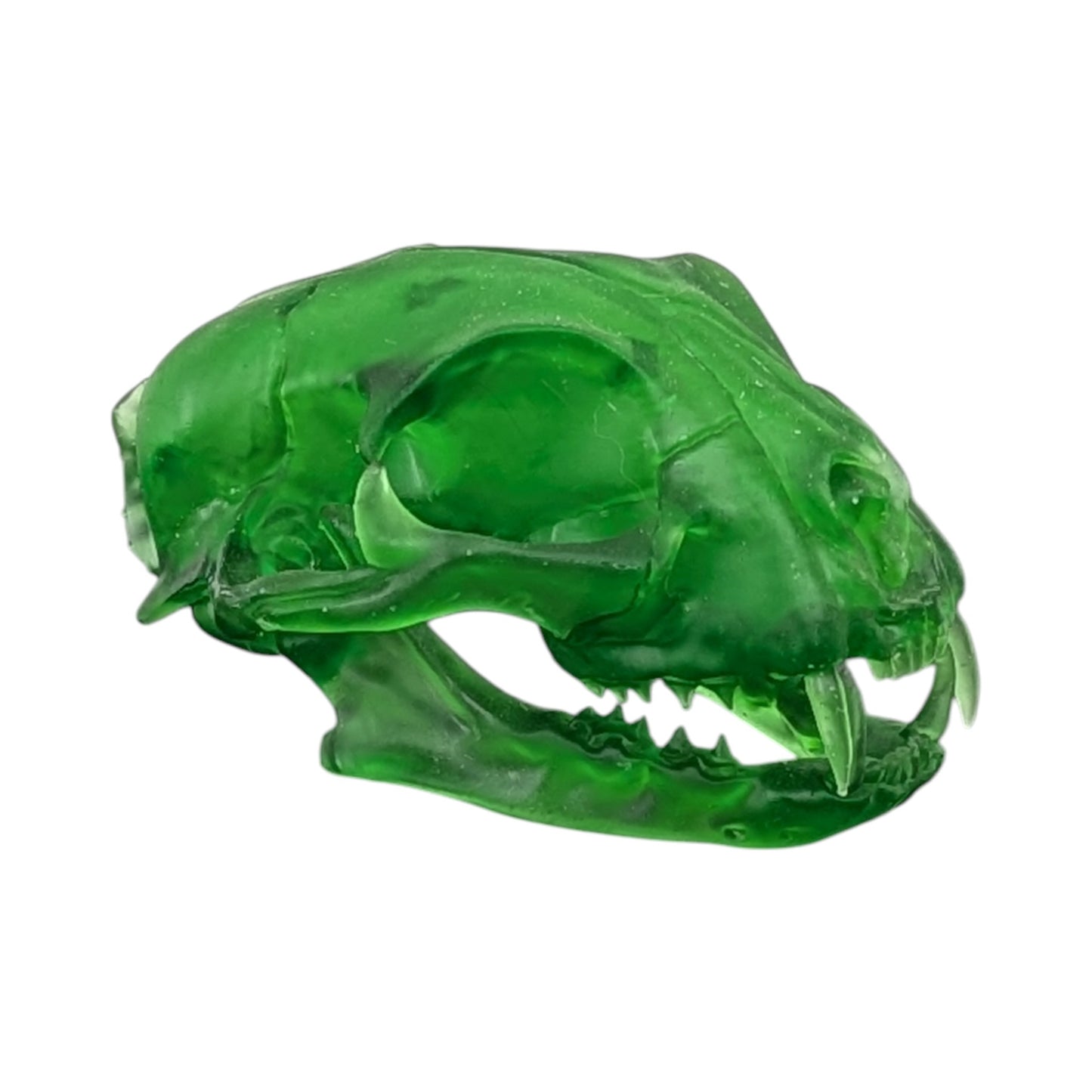 The Emerald Specimen: Life-Size Cat Skull