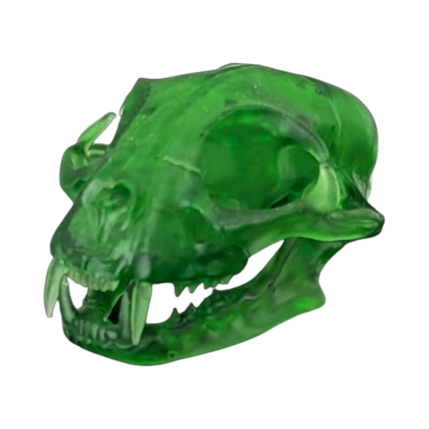 The Emerald Specimen: Life-Size Cat Skull