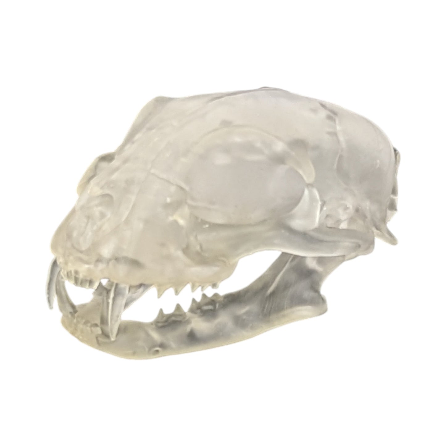 Liquid Crystal: Translucent Clear Cat Skull