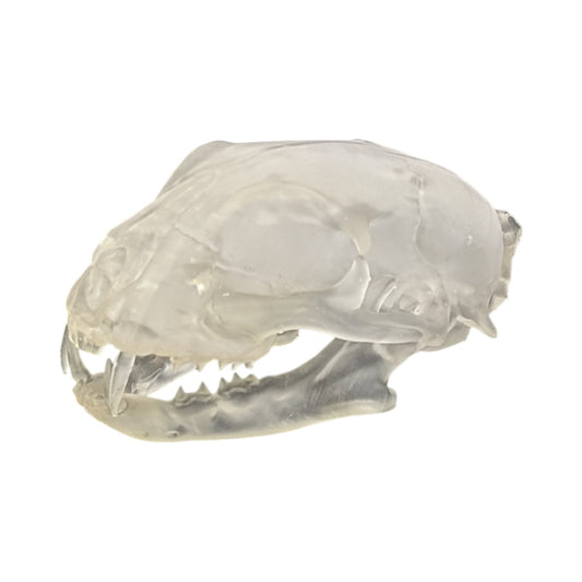 Liquid Crystal: Translucent Clear Cat Skull