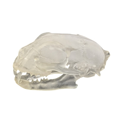 Liquid Crystal: Translucent Clear Cat Skull