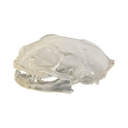 Liquid Crystal: Translucent Clear Cat Skull