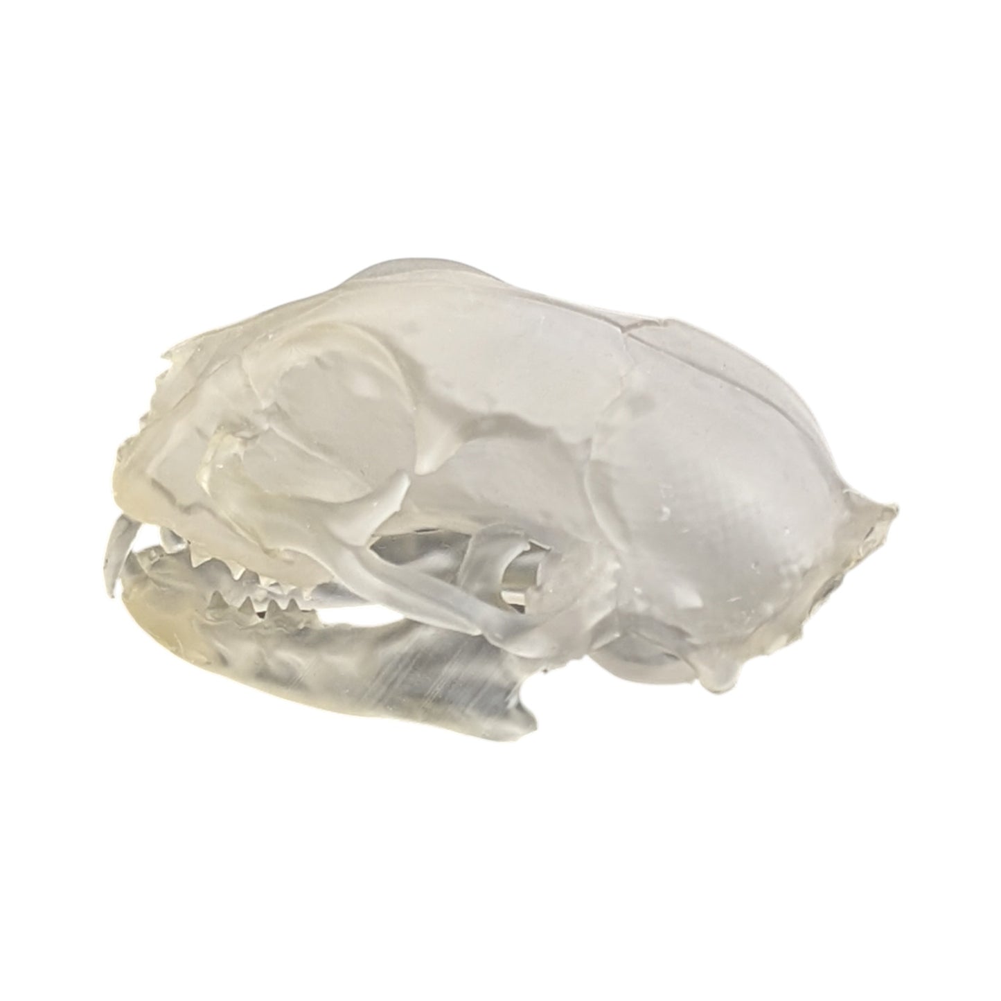 Liquid Crystal: Translucent Clear Cat Skull