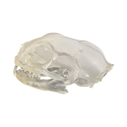 Liquid Crystal: Translucent Clear Cat Skull