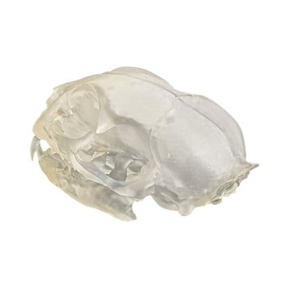 Liquid Crystal: Translucent Clear Cat Skull