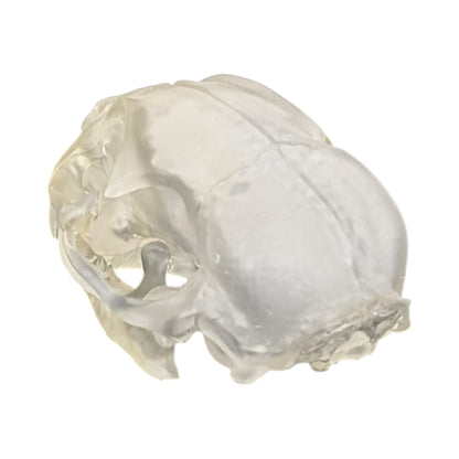 Liquid Crystal: Translucent Clear Cat Skull