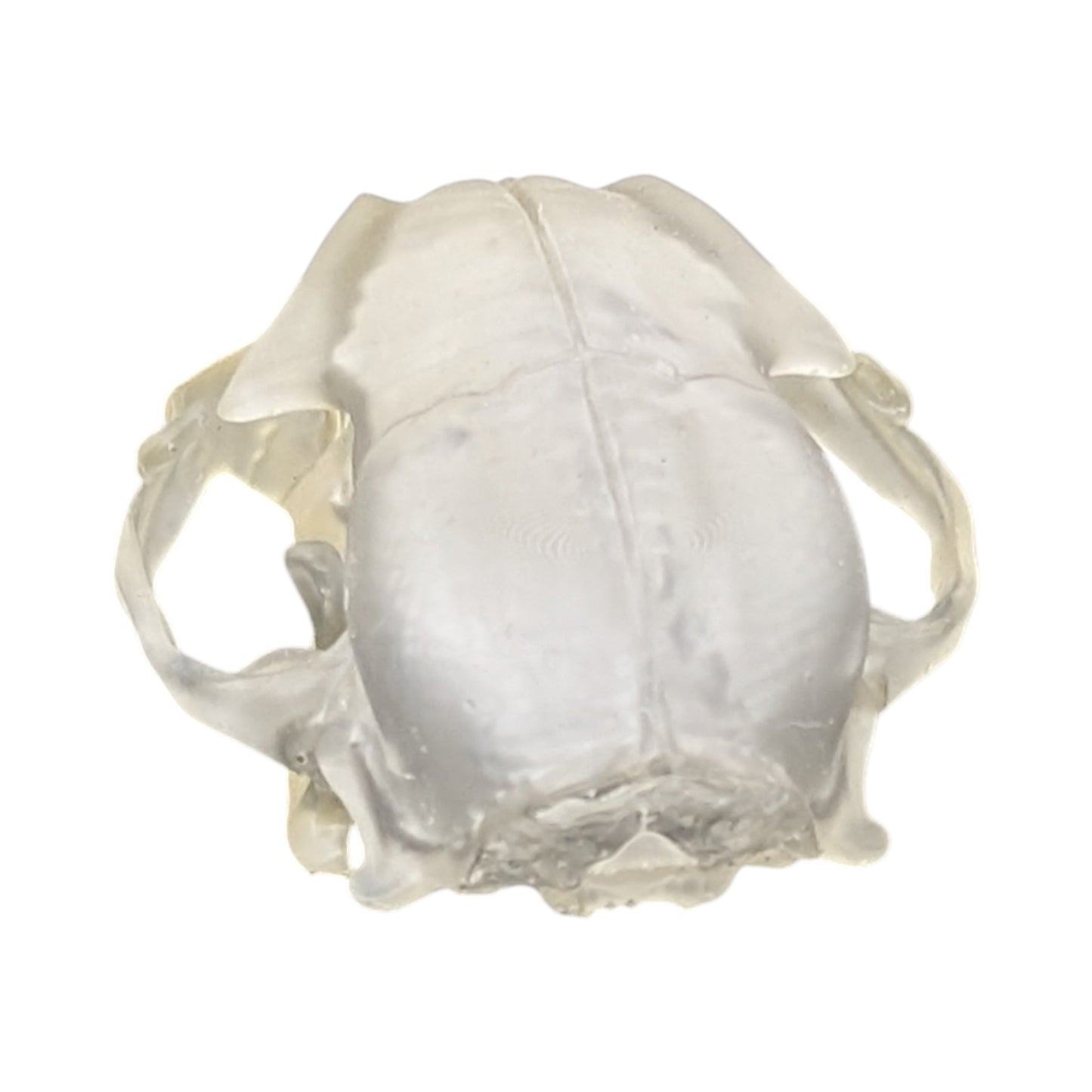Liquid Crystal: Translucent Clear Cat Skull