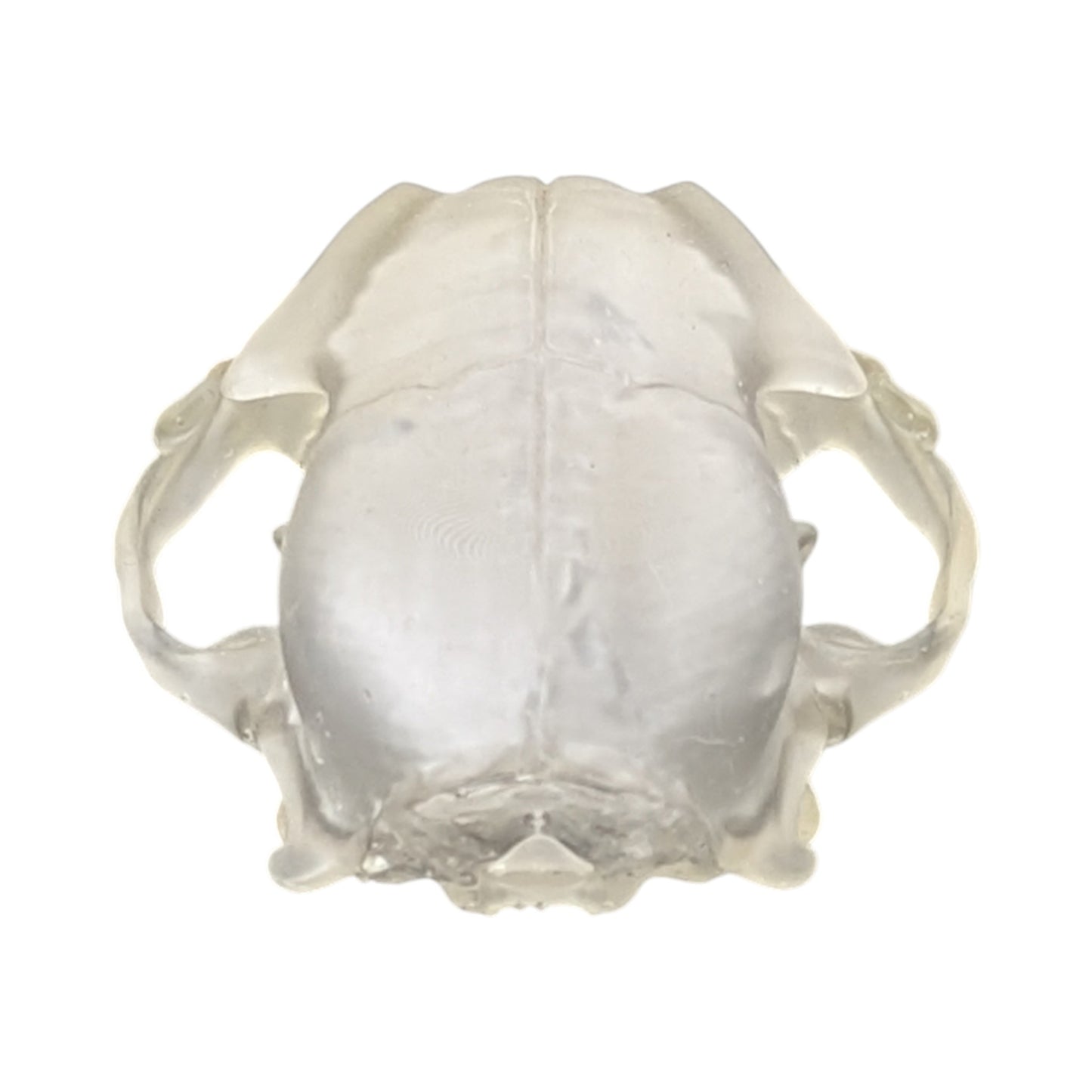 Liquid Crystal: Translucent Clear Cat Skull