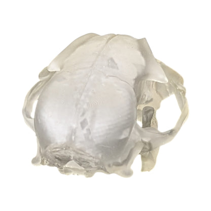 Liquid Crystal: Translucent Clear Cat Skull