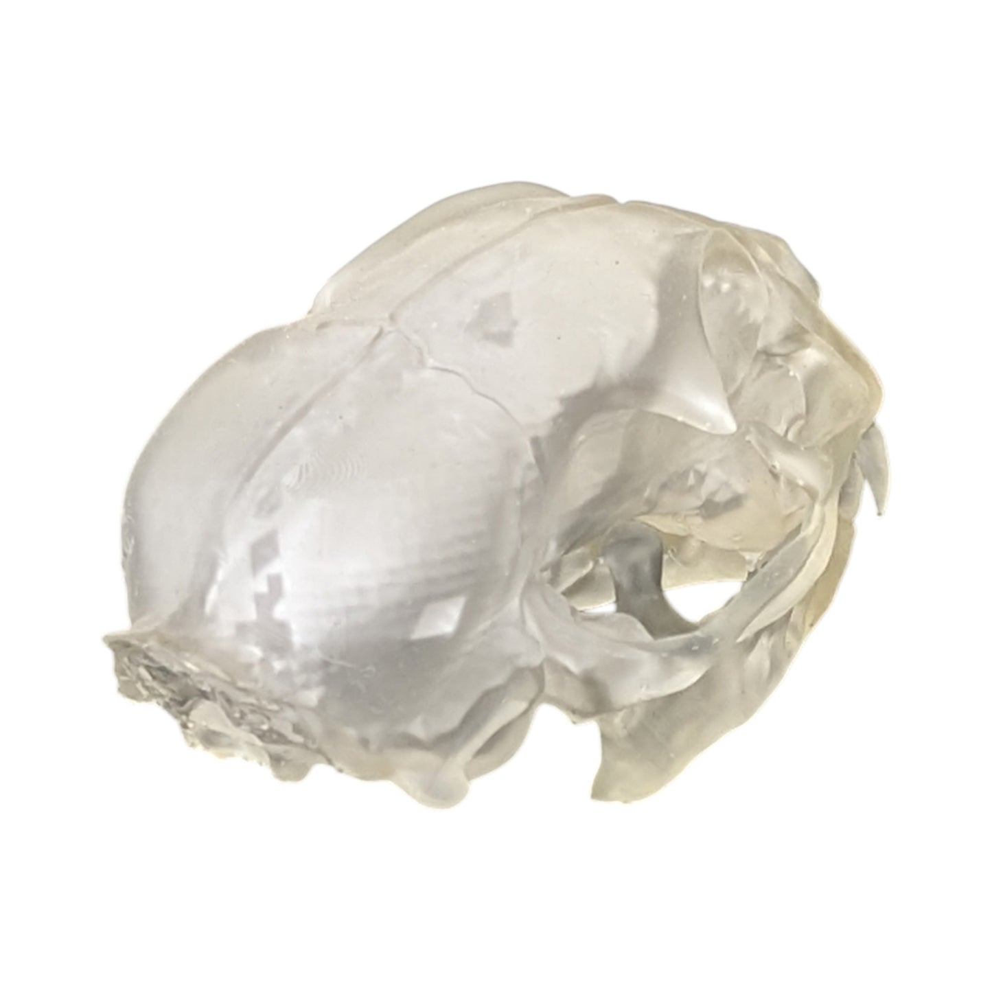 Liquid Crystal: Translucent Clear Cat Skull