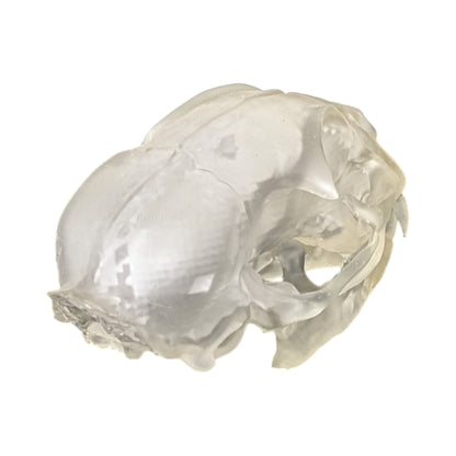 Liquid Crystal: Translucent Clear Cat Skull