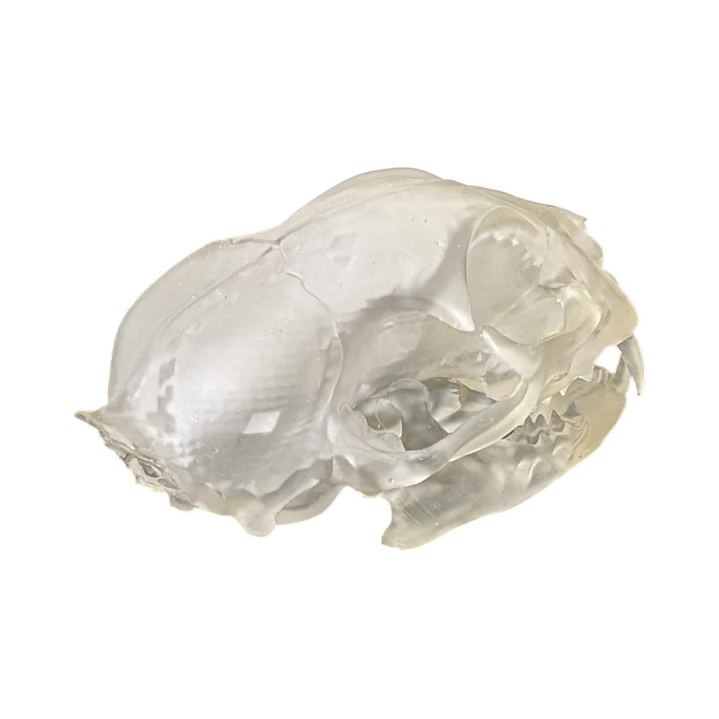 Liquid Crystal: Translucent Clear Cat Skull